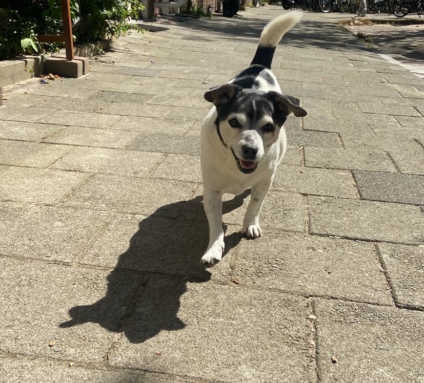 marjoleintjevp's tweet photo. Had net iemand in huis die een voorstelling maakt over het verzachten van harten. Ik vertelde over kabouterhuisjes en ‘t poetsen van stolpersteinen…
Het eindigde met ‘t geluid dat ik bij hartverzachten vind passen: de nageltjes van Cameron over de eiken parketvloer♥️
#latermeer https://t.co/aCQIUFZNLM