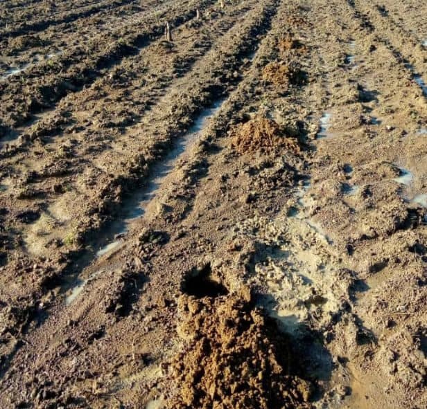 Capacitación sobre siembra de musáceas en Municipio Pao, estado Cojedes. Explicamos el método adecuado para una siembra uniforme desde cero. #JuevesProductivo #AgriculturaUrbana #ProducciónLocal #MINPPAU 🌱🍃