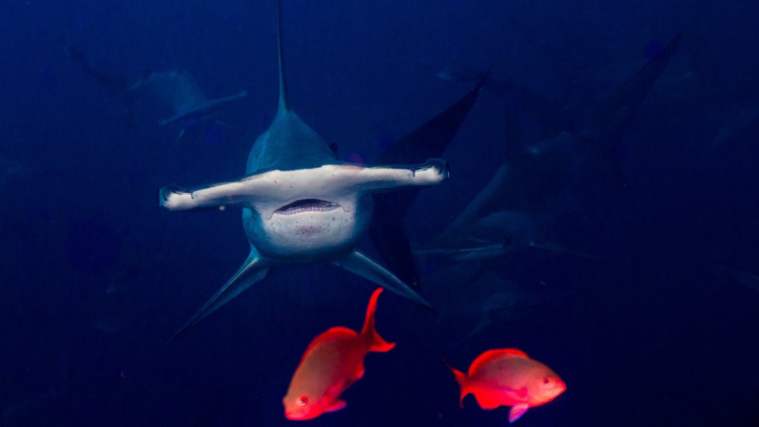 A scalloped hammerhead's teeth are narrow backwards-facing triangles, perfect for seizing prey that they can eat whole rather than having to take bites out of larger prey. Their diet ranges from fish to stingrays and crustaceans: tinyurl.com/ScallopedHamme…

📷 ©️ Cyril Delapraz