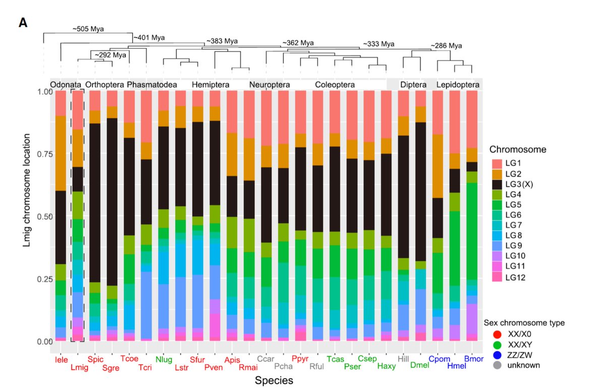 Judith Mank (@judithmank) on Twitter photo Just out <a href="/genomeresearch/">Genome Research</a>. <a href="/realXinghua/">Xinghua Li</a> assembled a huge grasshopper genome and found widespread evidence of 400 million years of conservation of the X gene content in insects and temporal variation in Fast-X Evolution! genome.cshlp.org/content/early/… Liping Ban. Just out <a href="/genomeresearch/">Genome Research</a>. <a href="/realXinghua/">Xinghua Li</a> assembled a huge grasshopper genome and found widespread evidence of 400 million years of conservation of the X gene content in insects and temporal variation in Fast-X Evolution! genome.cshlp.org/content/early/… Liping Ban.