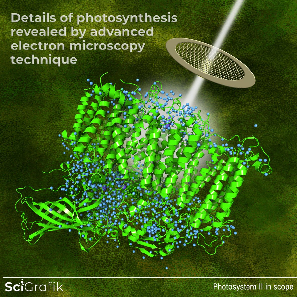 A significant breakthrough in understanding the photosynthesis was recently achieved using advanced cryo-EM. Check out this remarkable study here: science.org/doi/10.1126/sc…. Congrats to the authors! Thank you for asking SciGrafik 🇸🇪  to prepare press release image for this article!