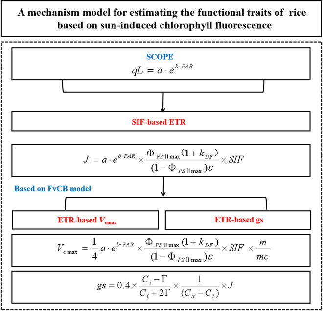 PPhenomics's tweet photo. Boosting rice yield? A new model using SIF to estimate photosynthetic traits like Vcmax & gs shows high accuracy. It enhances our understanding of crop productivity and response to climate change. #Photosynthesis #SIF #RiceYield
Details: https://t.co/lfBG48qSpa https://t.co/J42Ibjsr7N