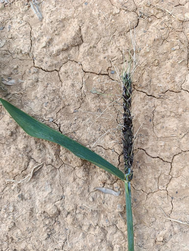 monalisacdc's tweet photo. Evaluation of Fusarium Head blight severity in wheat and observing of other wheat disease. Take a look at these photos. 👀🕵🏼‍♀️ https://t.co/6PndDT1R7J
