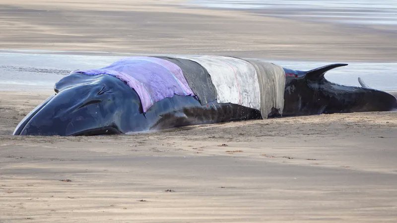 Update: the whale is a 12-13m long sei whale. MAST will go ahead with a rescue attempt tonight at high tide if the whale remains in stable condition. It is currently being closely monitored and kept wet.

(Photos via RÚV / Benedikt Sigurðsson)