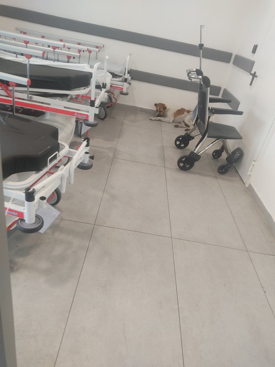 Kocaeli Şehir Hastanesi. Hasta kayıt biriminden memurların başıboş köpeği hastane içerisinde besledikleri iddia ediliyor.

Bu rezilliğe dur diyecek, hastaneleri başıboş köpeklerden temizleyecek devlet var mı?
<a href="/saglikbakanligi/">T.C. Sağlık Bakanlığı</a> 
<a href="/sagliklicozum/">T.C. Sağlık Bakanlığı Sağlıklı Çözüm</a> 
<a href="/iletisim/">T.C. İletişim Başkanlığı</a> 
<a href="/tcbestepe/">T.C. Cumhurbaşkanlığı</a> 
<a href="/RTErdogan/">Recep Tayyip Erdoğan</a>