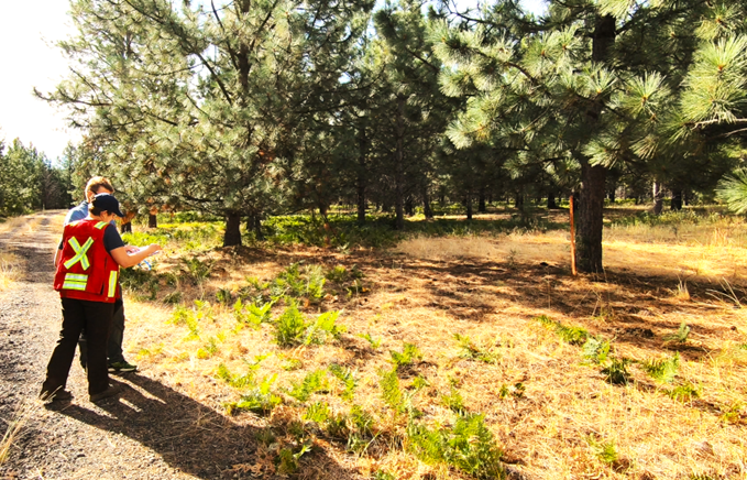 Want to replant forests with climate change in mind? The Seedlot Selection Tool can help to match the right seedlings to the right planting site. Updated tool &amp; user guide now available from the Northwest Climate Hub. Learn more: storymaps.arcgis.com/collections/d3… #10yearsstrong