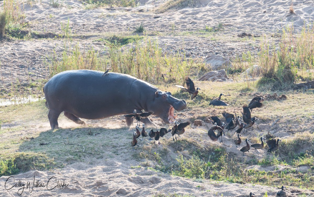 WithersClarke's tweet photo. Getting in a Hippo's way is never a good idea...

#hippo #kruger #krugernationalpark #safari #africa #wildlife https://t.co/woHkTeuCFv