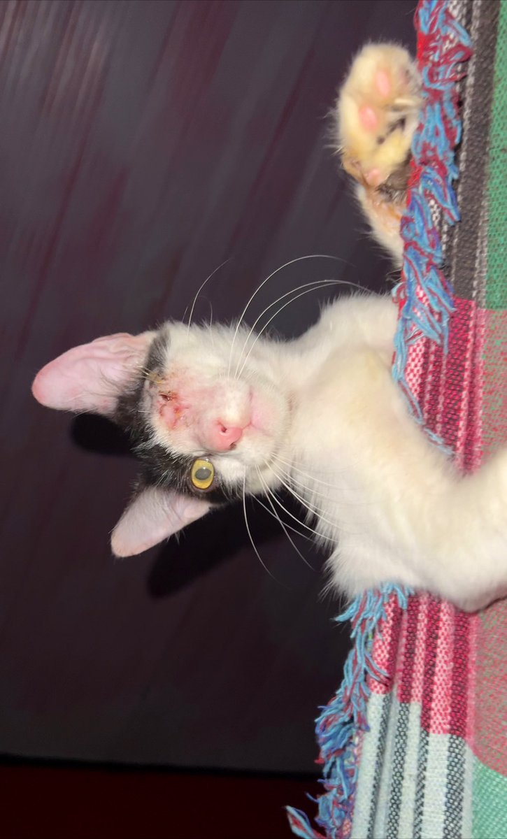di_abrigo_davi's tweet photo. Oi, pessoal! Tudo bem? Sou a Florzinha! 
Cada dia está mais difícil conseguir ração para os gatinhos do abrigo e  para os que vivem nas ruas do povoado. Também está muito difícil conseguir areia, medicamentos e os produtos que ajudam na higienização do abrigo…
Ainda temos a
+ https://t.co/1P8zdcPtsw