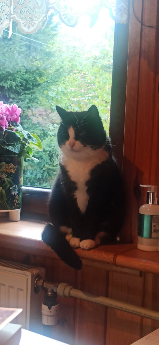 spr4in3dkne3's tweet photo. my cat died gusy
nkt lookinv to be consoled im mofe postinf this as a memorial of soms sorts
ill miss her https://t.co/qJ4mCSrJPJ
