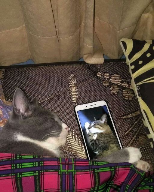 Uzak mesafe ilişkisi🥰 #cat #kedi