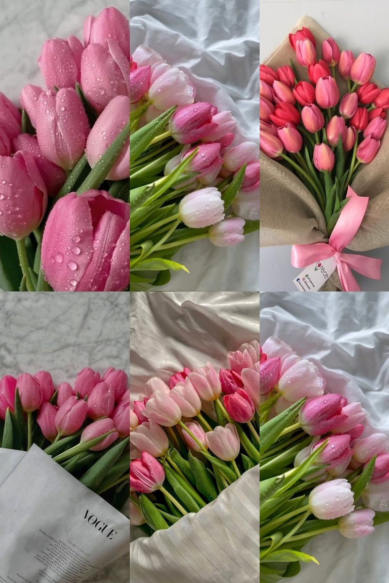 Pink tulips