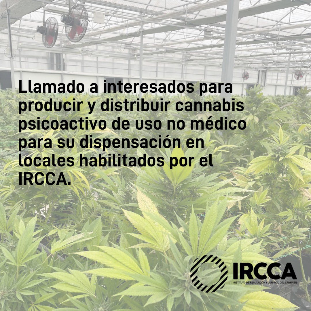 Llamado a interesados para producir y distribuir cannabis psicoactivo de uso no médico para su dispensación en locales habilitados por el IRCCA. 
Más información en el siguiente enlace 🔗ircca.gub.uy/llamado-a-empr…