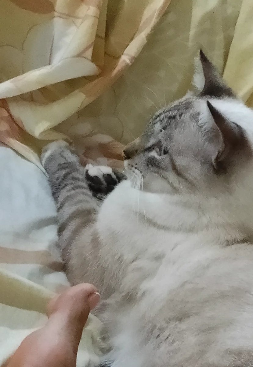 lismar64's tweet photo. Siempre tiene que haber un gato en mi vida😻
#cats #CatsLover https://t.co/h1UgcZ86RI