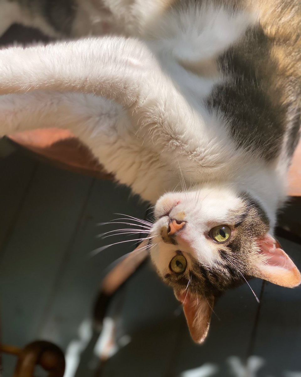 RozFoster's tweet image. Swoon. (Rep: Wilhelmina)
…
#catmodel #handsome #cats #catlove