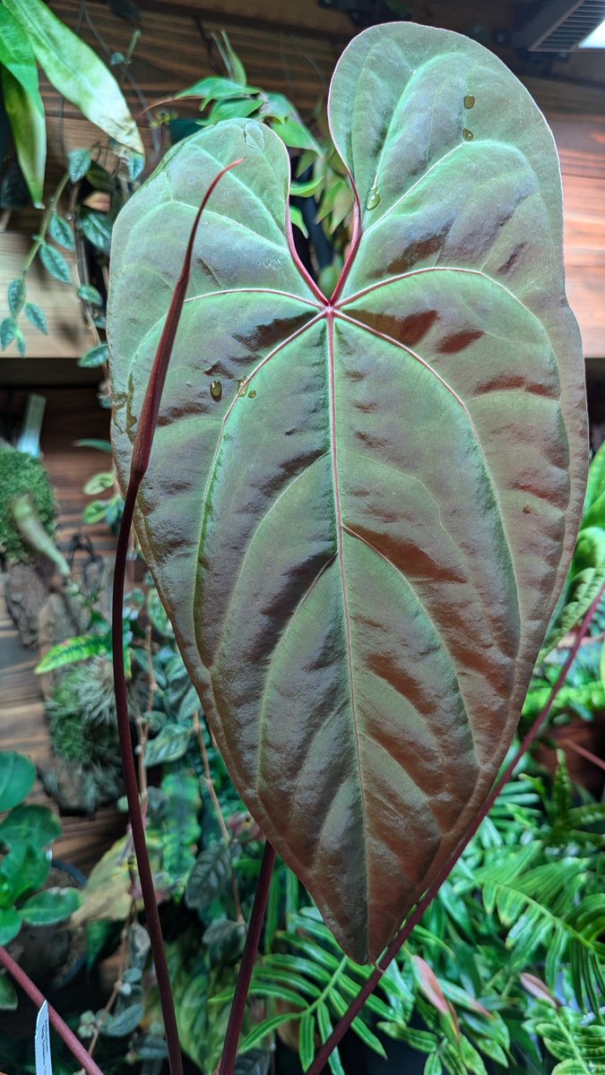 Anthurium nigrolaminum 'Gigi' x besseae aff from Ecuagenera 新葉の
