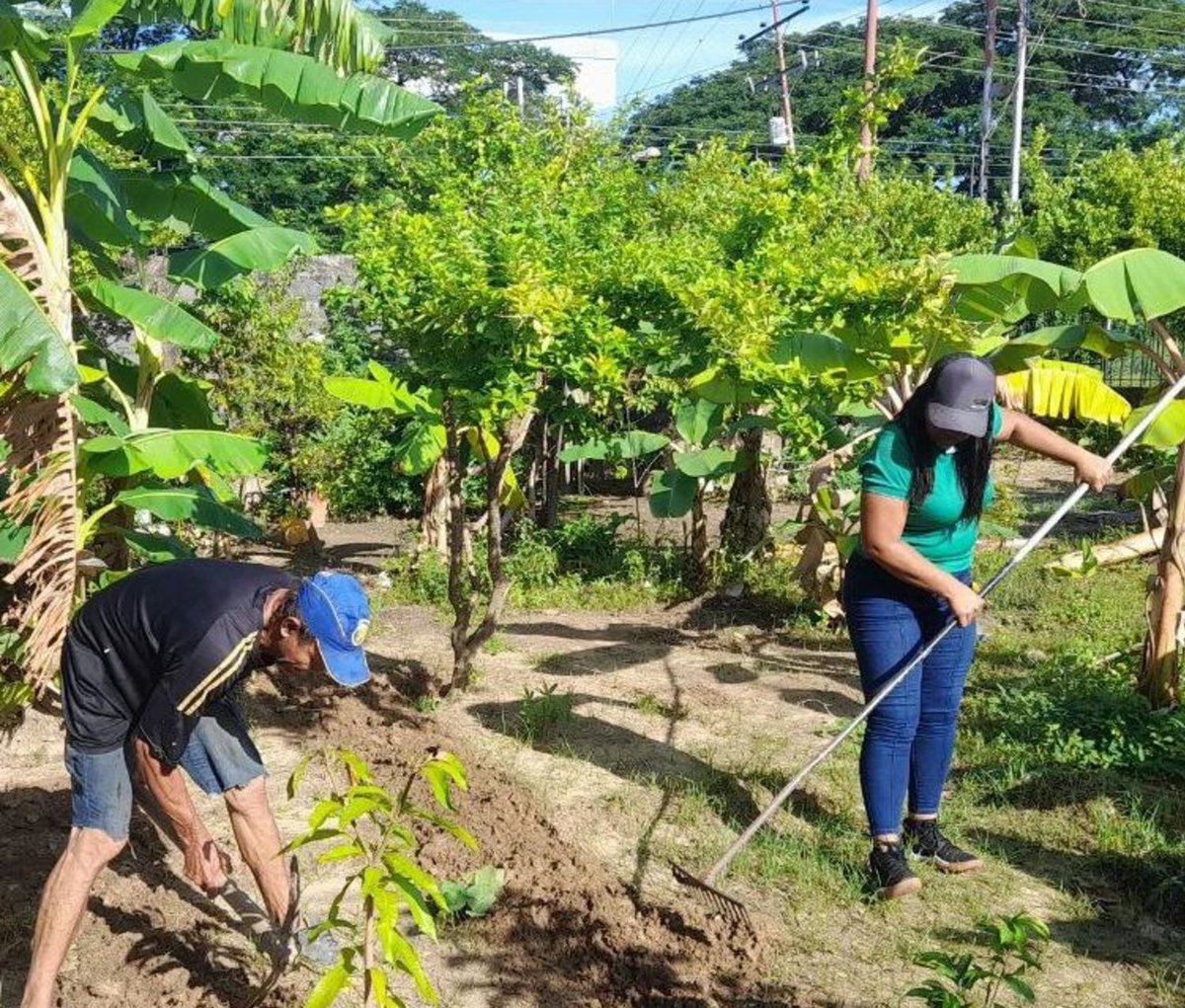 #Apure || En La Milagrosa, San Fernando, nuestros técnicos de campo de la #FundaciónCiara visitaron el agrourbano Fidel Mesa. 🌱¡Juntos sembramos 35 plántulas de berenjena 🍆! 
✨ Un gran paso hacia la producción sostenible.
#Apure #FundaciónCiara
#JusticiaSoberana
<a href="/NicolasMaduro/">Nicolás Maduro</a>