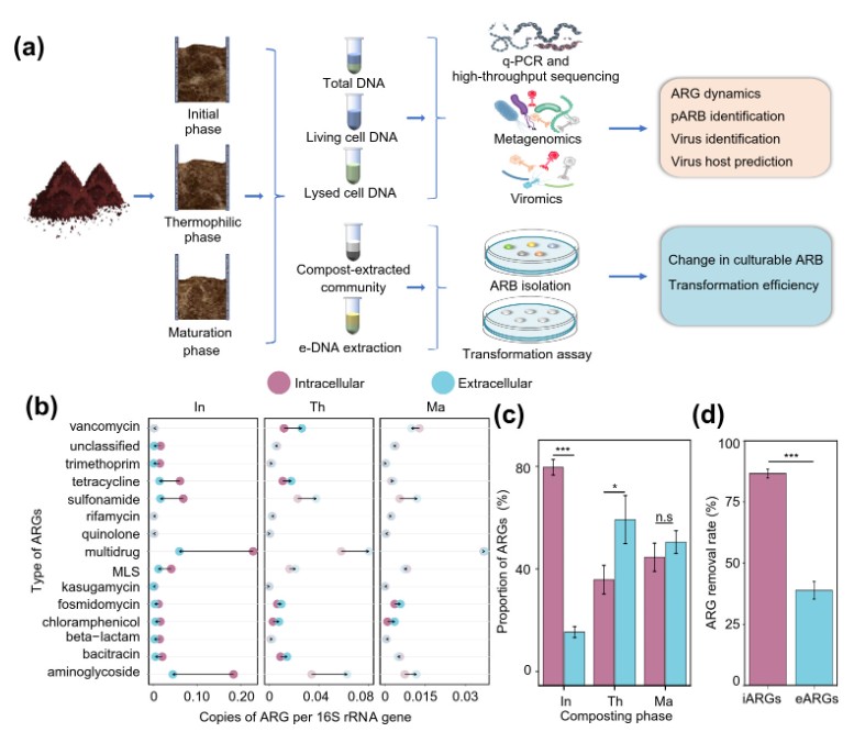 ASMicrobiology's tweet photo. Does composting spread antibiotic resistance? Researchers found that the release and transmission of extracellular antibiotic resistant genes (ARGs) during cow manure composting is facilitated by heat and the lysis of bacteria by phages. https://t.co/QTASKf7At8 @AppEnvMicro https://t.co/oCFc54h1pu