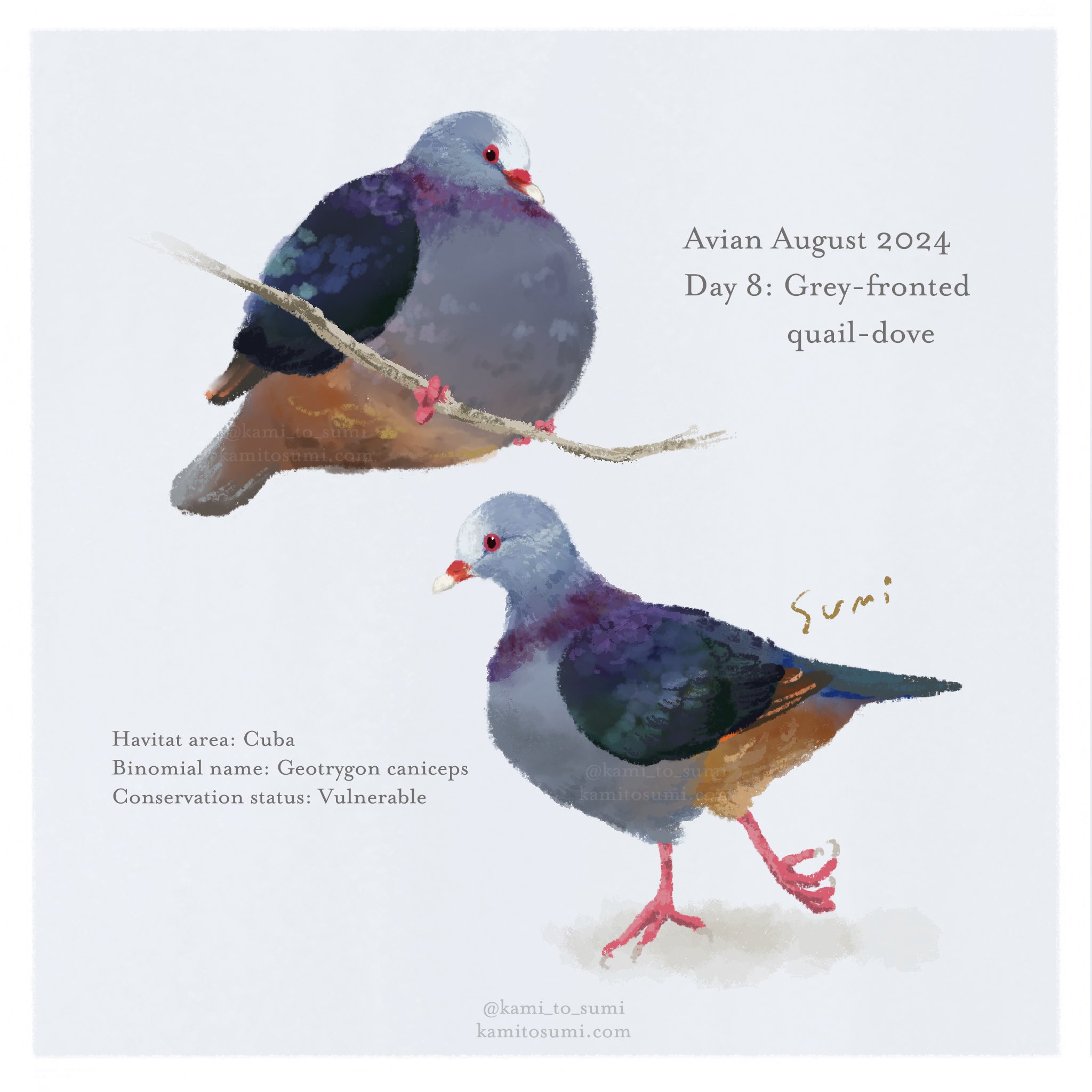 かみとすみ🎩カプセルトイ「鳩ハット」出ました on X