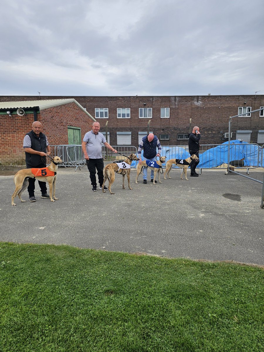 hassilad's tweet photo. A full year on, and how time flies, pups 1st day at school, all handslipped and chased hard, beautifully reared and bred by @savva_roberts. https://t.co/A3JbL3IQq3