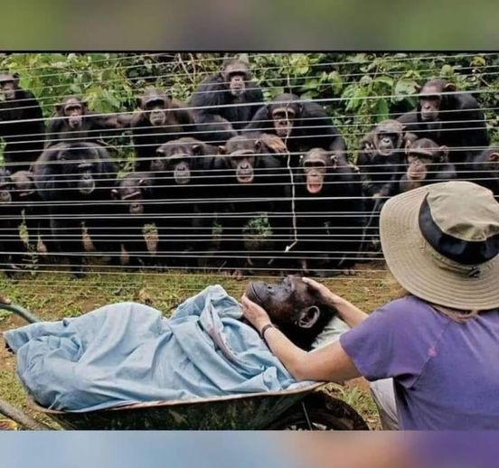 pierpi13's tweet photo. Questa potente foto ha catturato il momento in cui Dorothy, una scimpanzé di 40 anni morta per insufficienza cardiaca, veniva portata via. Dietro la recinzione, al Sanaga-Yong Chimpanzee Rescue Center, tutti gli scimpanzé si erano radunati in silenzio. Alcuni tenevano le mani sulle spalle degli altri, in un gesto di solidarietà e lutto.
Il Sanaga-Yong Chimpanzee Rescue Center è un rifugio che offre una seconda possibilità a questi animali, molti dei quali sono stati salvati da situazioni difficili e traumatiche. La morte di Dorothy ha profondamente colpito non solo i lavoratori del centro, ma anche i suoi compagni scimpanzé, che avevano sviluppato con lei un legame speciale nel corso degli anni. La scena del loro silenzioso addio sottolinea l'intenso legame sociale e emotivo che questi animali possono condividere, e serve come un potente promemoria della loro sensibilità e capacità di provare emozioni profonde.