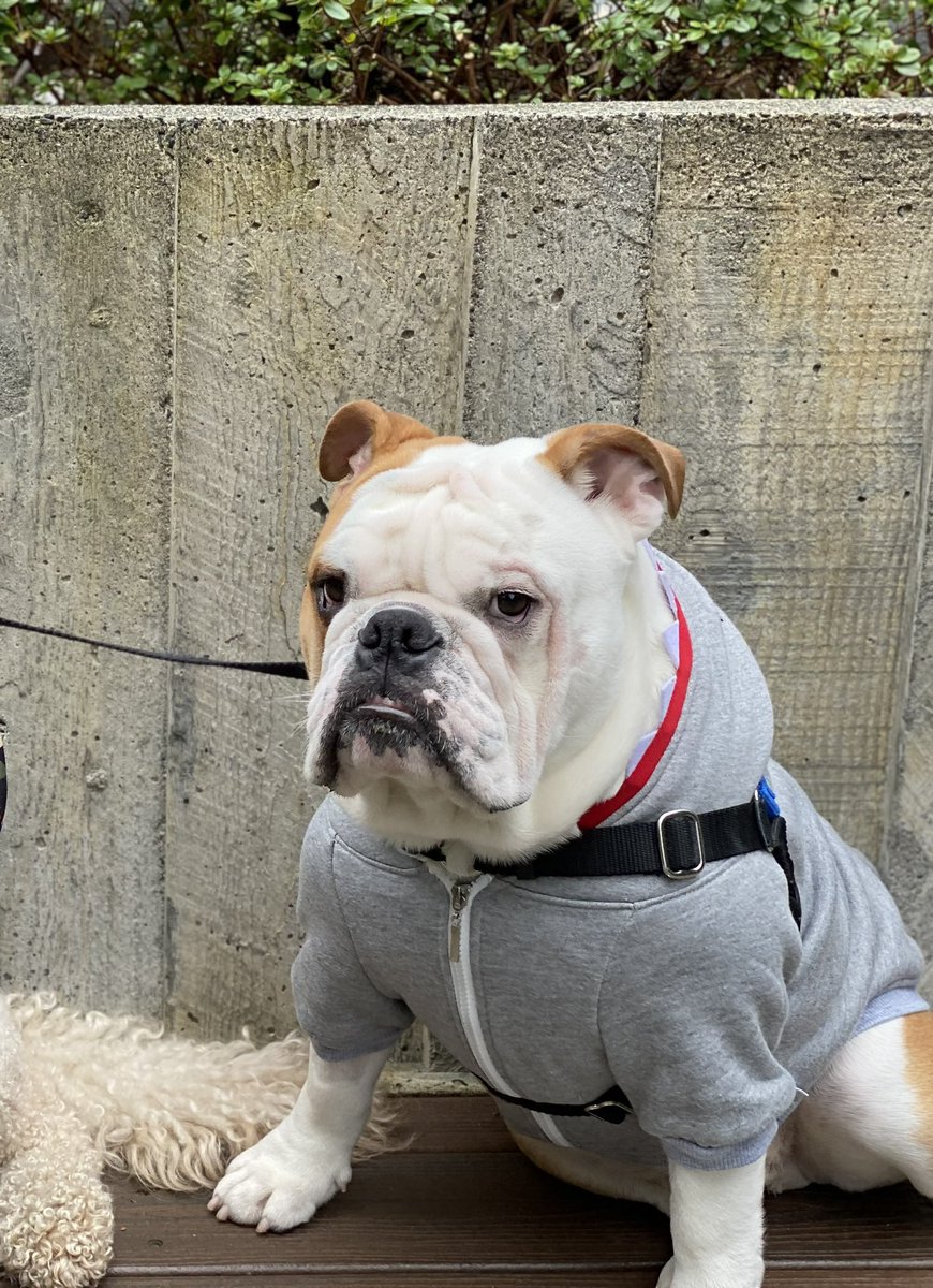 donlinsd5's tweet photo. Reggie is ready, willing, and able to model anytime. https://t.co/M8a9LIuNG8