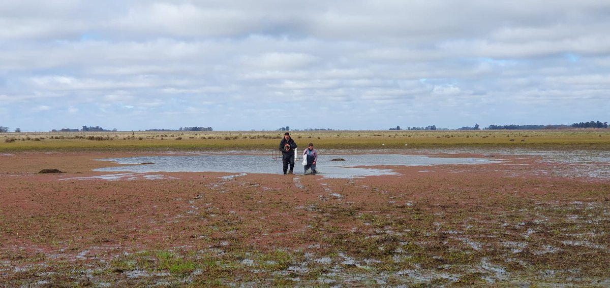 Santoni_Hydro's tweet photo. The humid💧#pampas displays large amounts of #ponds ! 🦩Understanding their connectivity to #groundwater is essential for #biodiversity ! 🍀🐟 Amazing field investigations and #222Rn analysis with a great 🇫🇷 🇦🇷 team
@ihlla1985 @UnivCorse @CNRS_dr12 #gerhyco #CRPF33027 #isotope https://t.co/yjVOWhyJZr