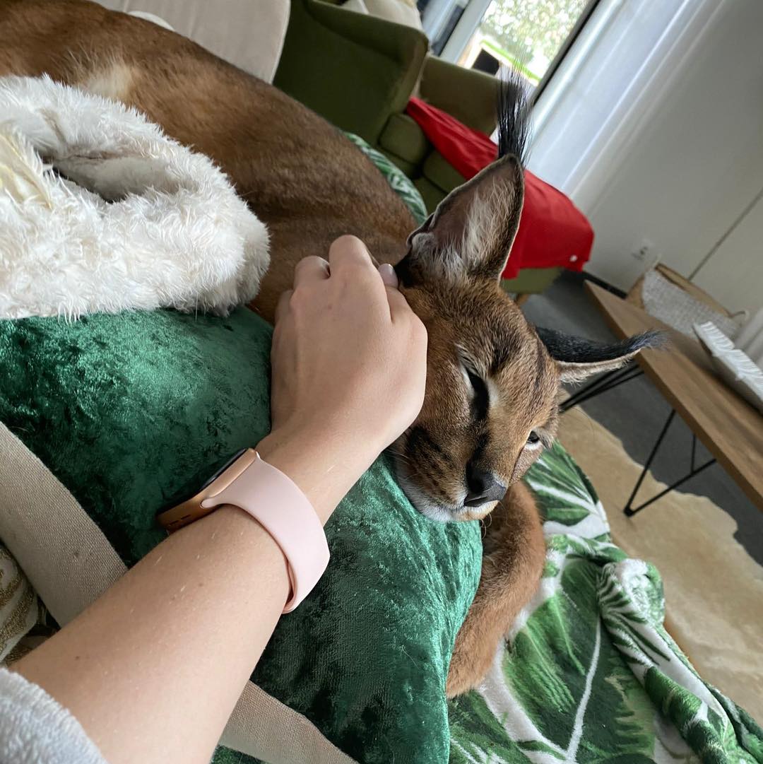 lvsa2026's tweet photo. Morreu Bores, o lince-do-deserto apreendido aos donos pela GNR em julho. Foi entretanto devolvido à família, mas o estado de saúde do animal era demasiado frágil devido ao stress por que passou e .... acabou por morrer.

Sempre que o Estado mexe, o Estado destrói. 🤷‍♀️ https://t.co/cy05n9iBFA
