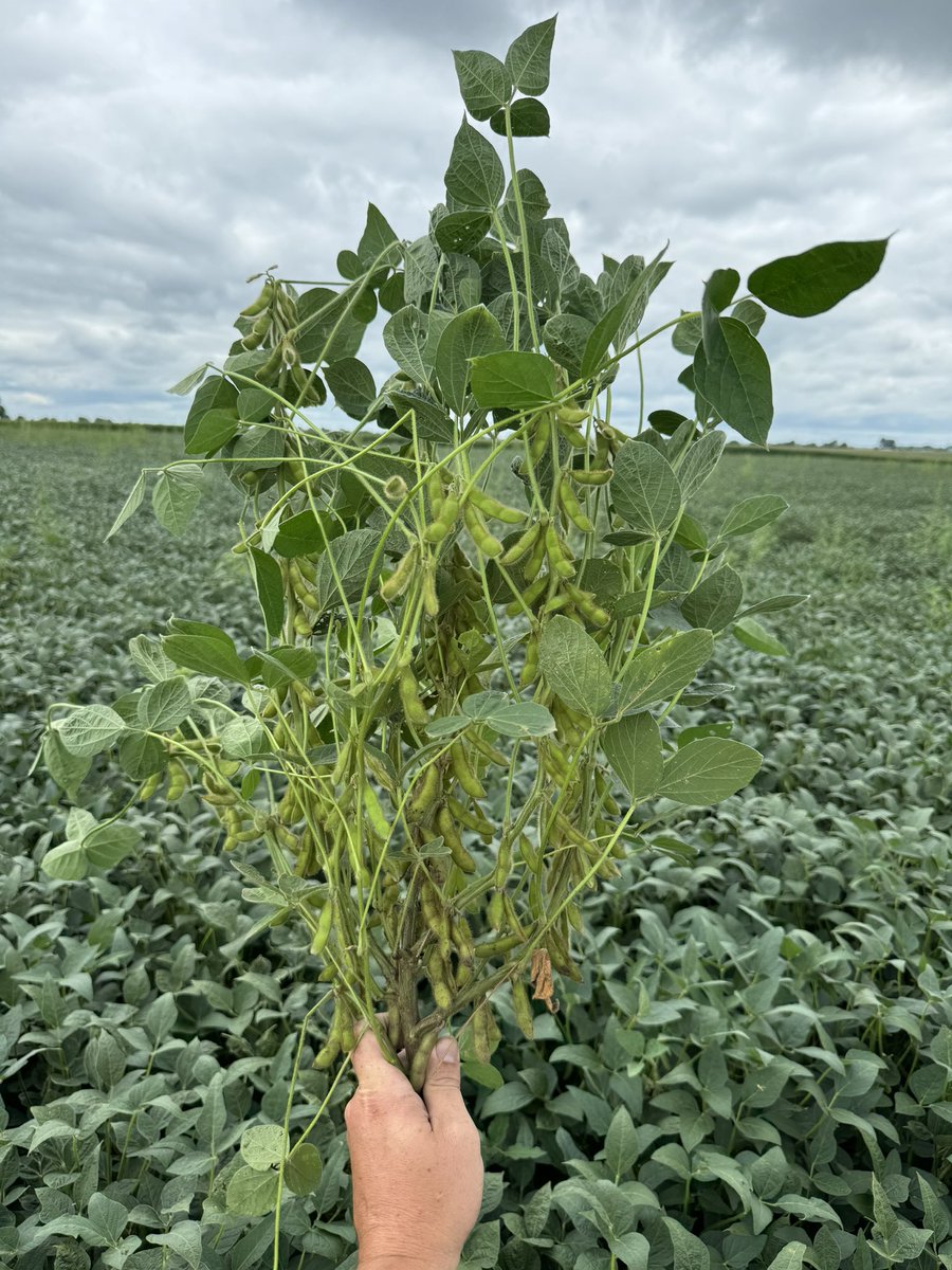 February 27th planted. 23 nods. Couple branches, hope they make 50.