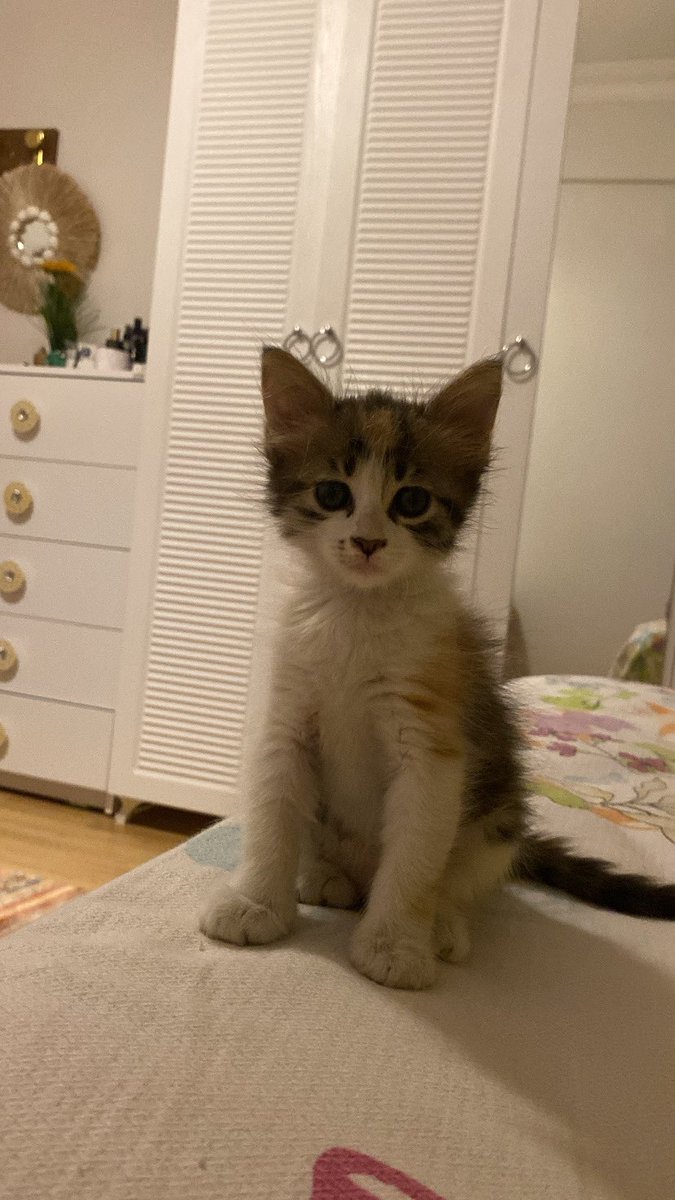 Sokaktan eve geldiğinden beri dakika yerinde durmayıp sürekli oyunlar oynuyor. Bu çocuklar evde mutlu..onu kimse ailesine katmak istemez mi yuvası olsa🫶🏻