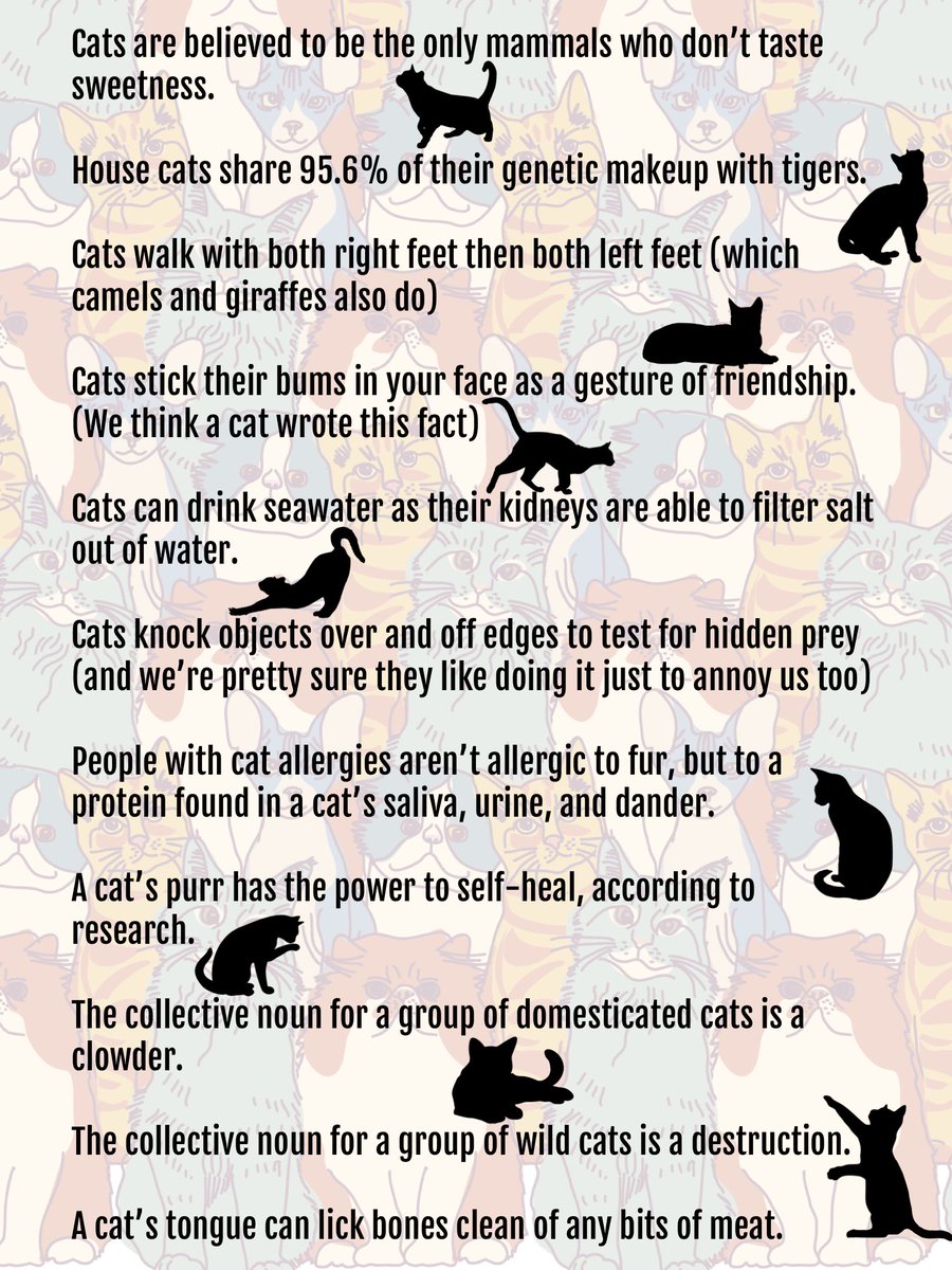 ThePoke's tweet photo. To celebrate International Cat Day here are some fun facts you might not know about our furry feline friends. https://t.co/mJSRLJSxUf