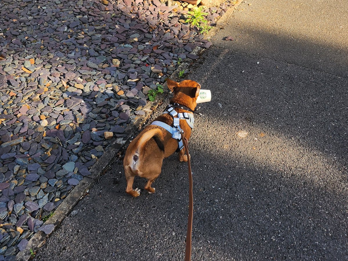 Went to <a href="/StarbucksUK/">Starbucks UK</a> ... I got mine to go #WednesdayTreat #MiniatureRussianTerrier #PupCup