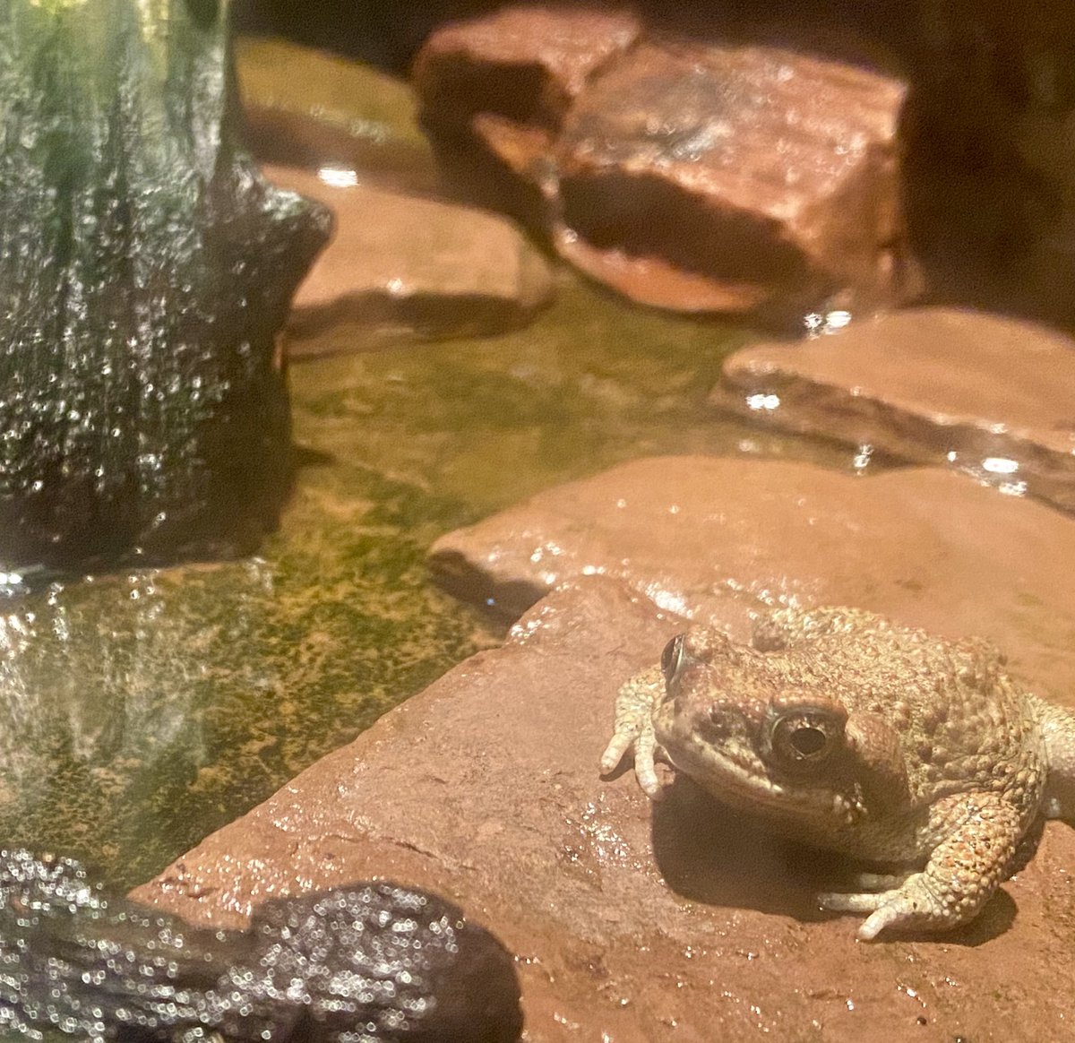 FernDawnn's tweet photo. Just looking for some mutuals who:
🐸 love frogs
🐸 make art 
🐸 love music 
🐸 put good energy into the world https://t.co/9l8kjdicMN