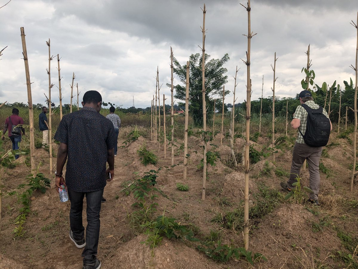 Feed the Future Innovation Lab for Horticulture tweet media