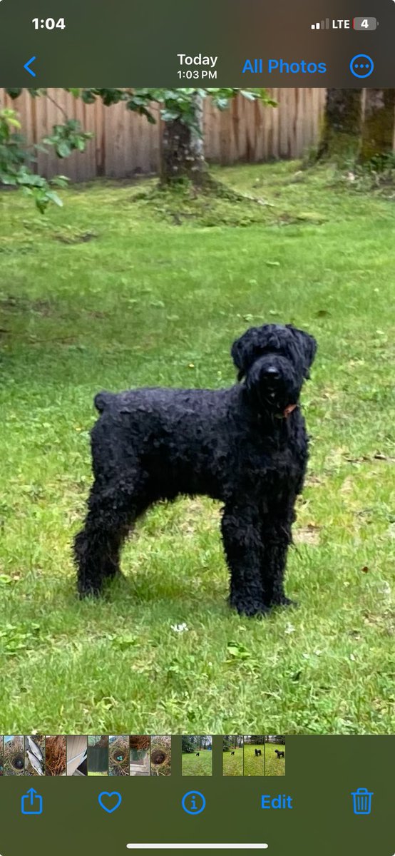 What a handsome boy! 🐕