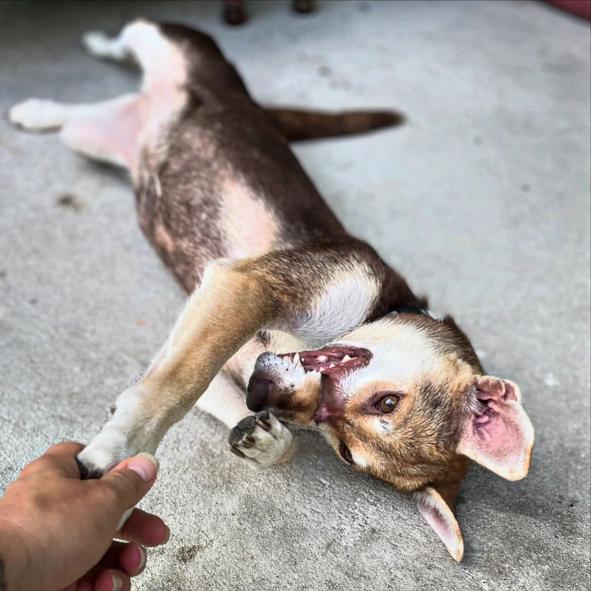 Millions of dogs are stolen in 🇻🇳 Vietnam. Mouse is one of them - and to avoid being transported to a slaughterhouse, she tried to hide under some 🗑️ waste. She could barely breathe and couldn't eat anything, suffering from a wound caused by having her mouth taped shut.