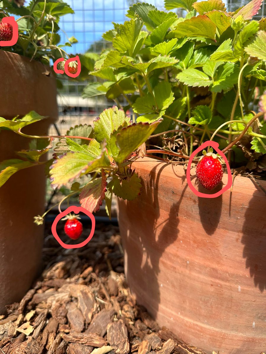 Looxiz's tweet photo. @sama Five strawberries, but the fifth is not ripe yet 🍓 GPT-5 confirmed within 4-6 weeks 🍓 https://t.co/mW9oBPC5Zo