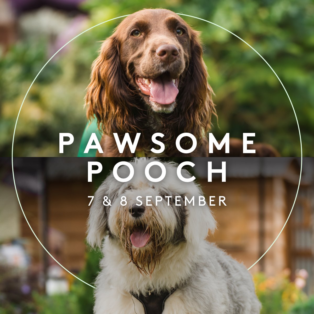 Clarks Village is going dog mad next month, as we bring back our Pawsome Pooch weekend!🐕

💅Free grooming
✏️Customised sketches
🏅Agility courses
🐾Skills training
🛍️Dog accessories and treats
🏆A new Canine Executive Officer to be crowned

Find out more: clarksvillage.co.uk/pawsome-pooch-…