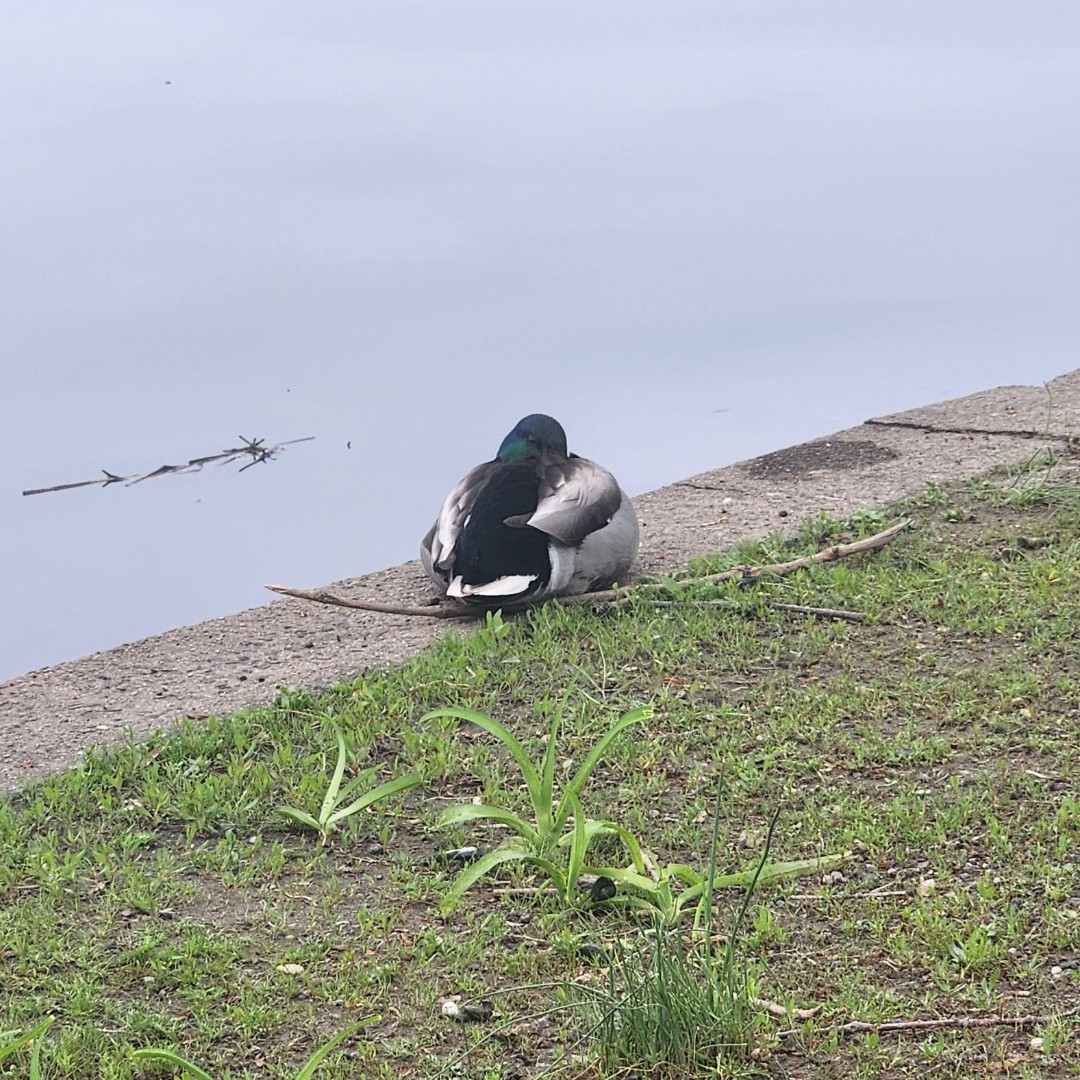 FDU Maxwell Becton College of Arts and Sciences tweet media