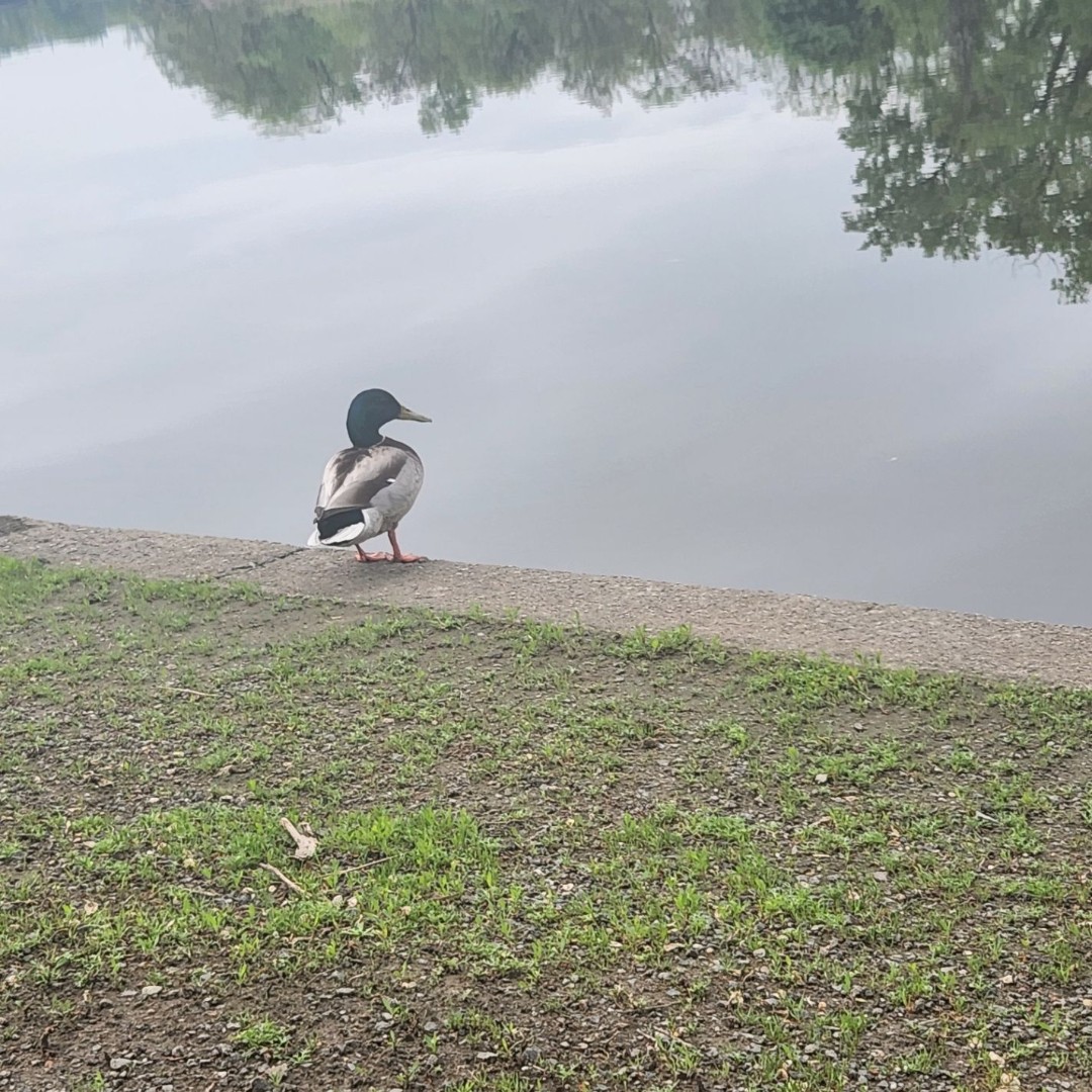 FDU Maxwell Becton College of Arts and Sciences tweet media