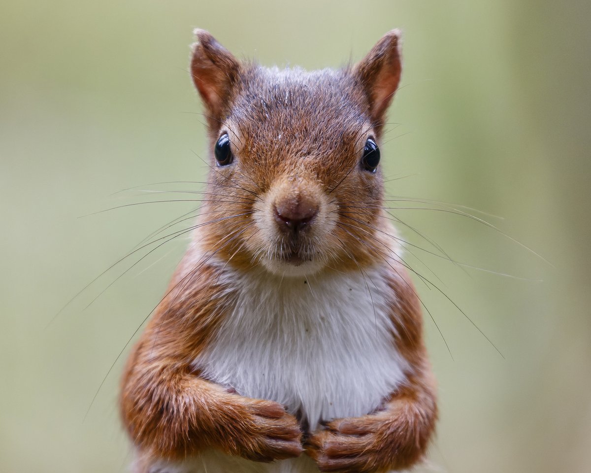 British Wildlife Photography Awards tweet media