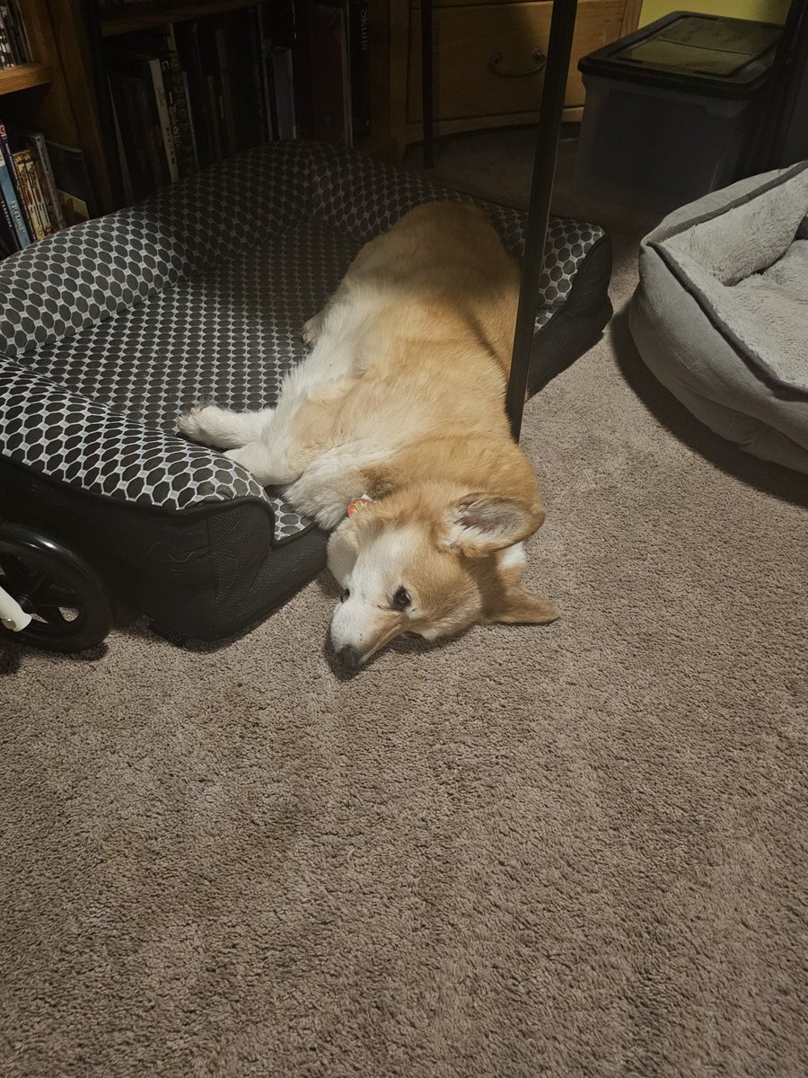 irethsune's tweet image. It's my corgi's 13th birthday today!