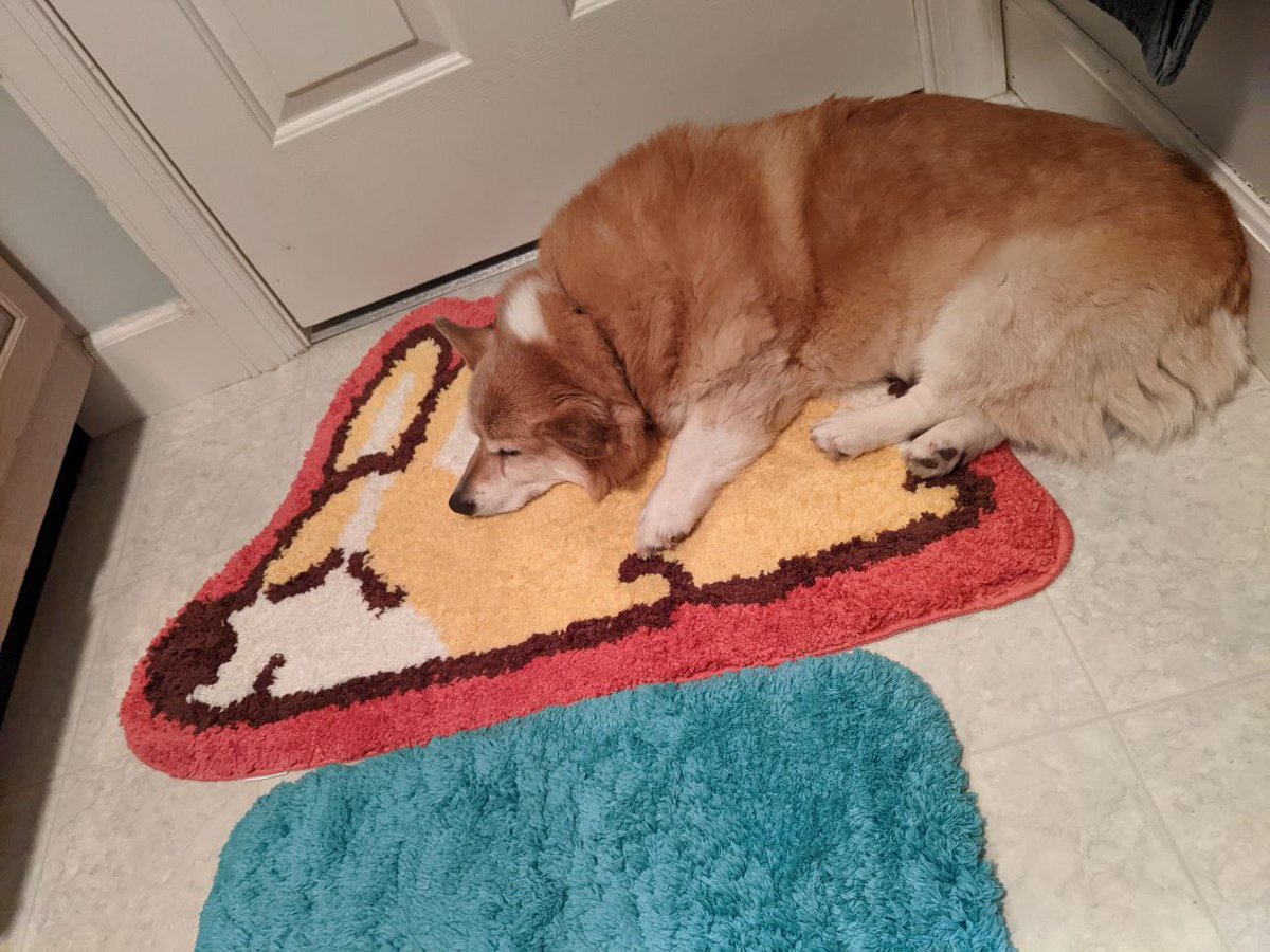 irethsune's tweet image. It's my corgi's 13th birthday today!