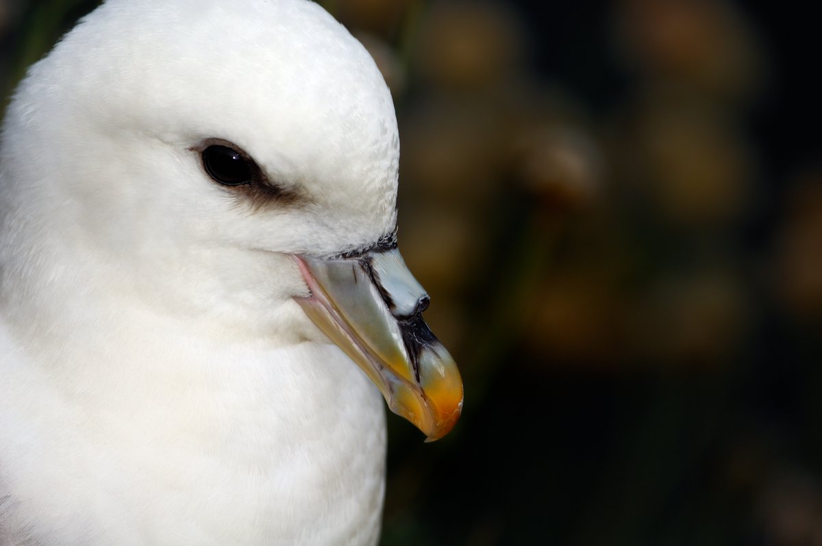 Love seabirds?🫶 
Want to make a difference to their conservation?👍 
Come and join our team!🤸🏿‍♂️ 

We have five positions currently available for Marine Ornithology Advisors. 
Closing date is 21 August at midday. 
orlo.uk/hu0qy