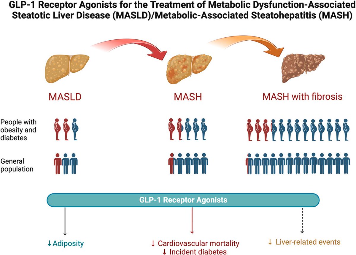 scottisaacsmd's tweet photo. The emerging role of GLP-1 medications for the treatment of #MASH.
https://t.co/UCVoDB9YpJ https://t.co/Tyn9Tmyae4