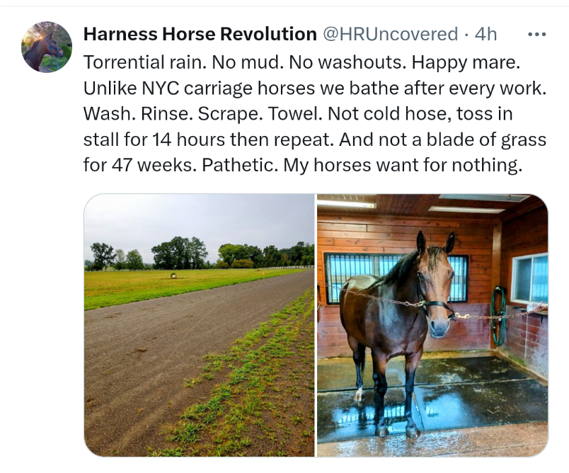 This POS 🤡 forces horses to suffer without any natural oils on their coats! He doesn't even know how to Google Basic horse care 101! Get these poor horses away from this fool! 
Disgusting #AnimalAbuser <a href="/peta/">PETA</a>
