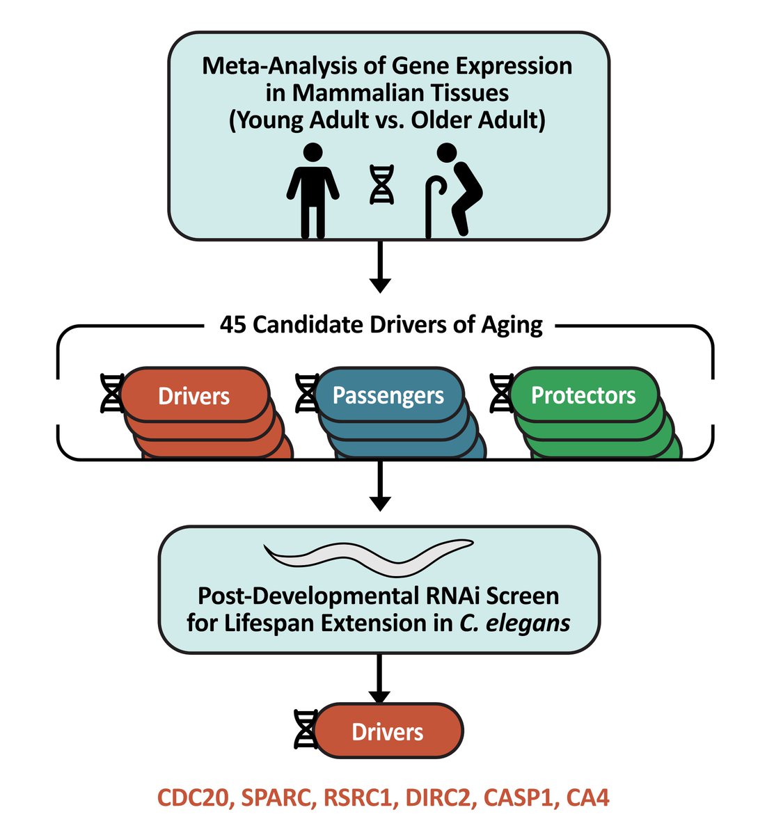 Ariella Coler-Reilly🏳️🌈 (@ariellastudies) on Twitter photo Here is the graphical abstract accompanying our preprint, "Six drivers of aging identified among genes differentially expressed with age." We used worms🪱 to differentiate drivers of aging👵 from passengers and compensatory effects.✨🧬
Please ask questions, the more the merrier! Here is the graphical abstract accompanying our preprint, "Six drivers of aging identified among genes differentially expressed with age." We used worms🪱 to differentiate drivers of aging👵 from passengers and compensatory effects.✨🧬
Please ask questions, the more the merrier!