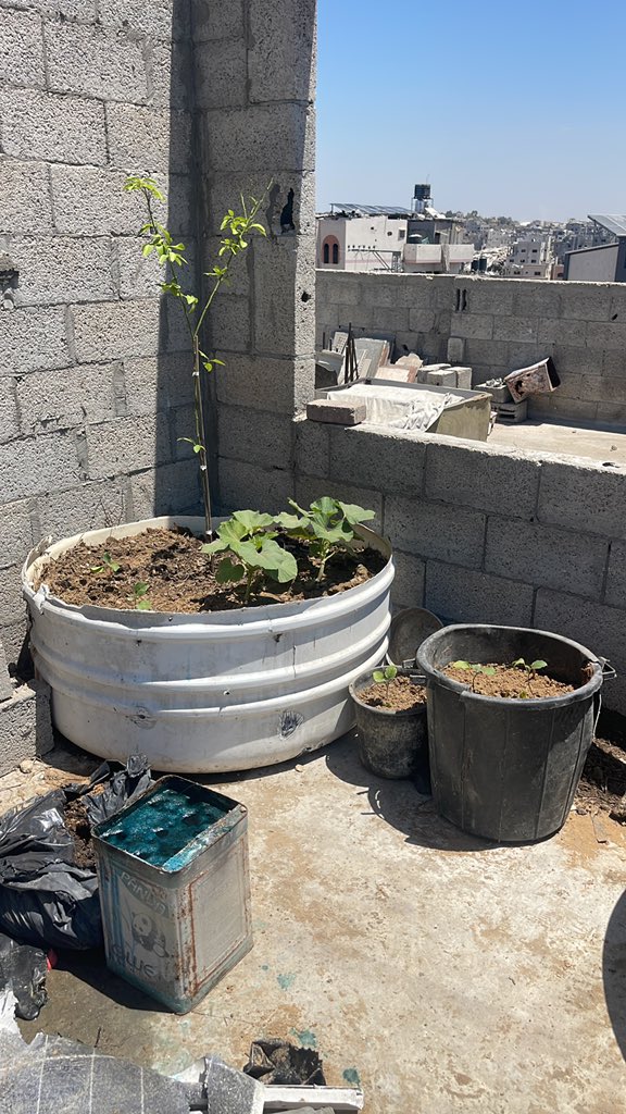 سنزرع رغم الظروف الصعبه سوف نكسر الحصار بسواعدنا واصرارنا على البقاء وحبنا للحياة
#GazaGenocide2024