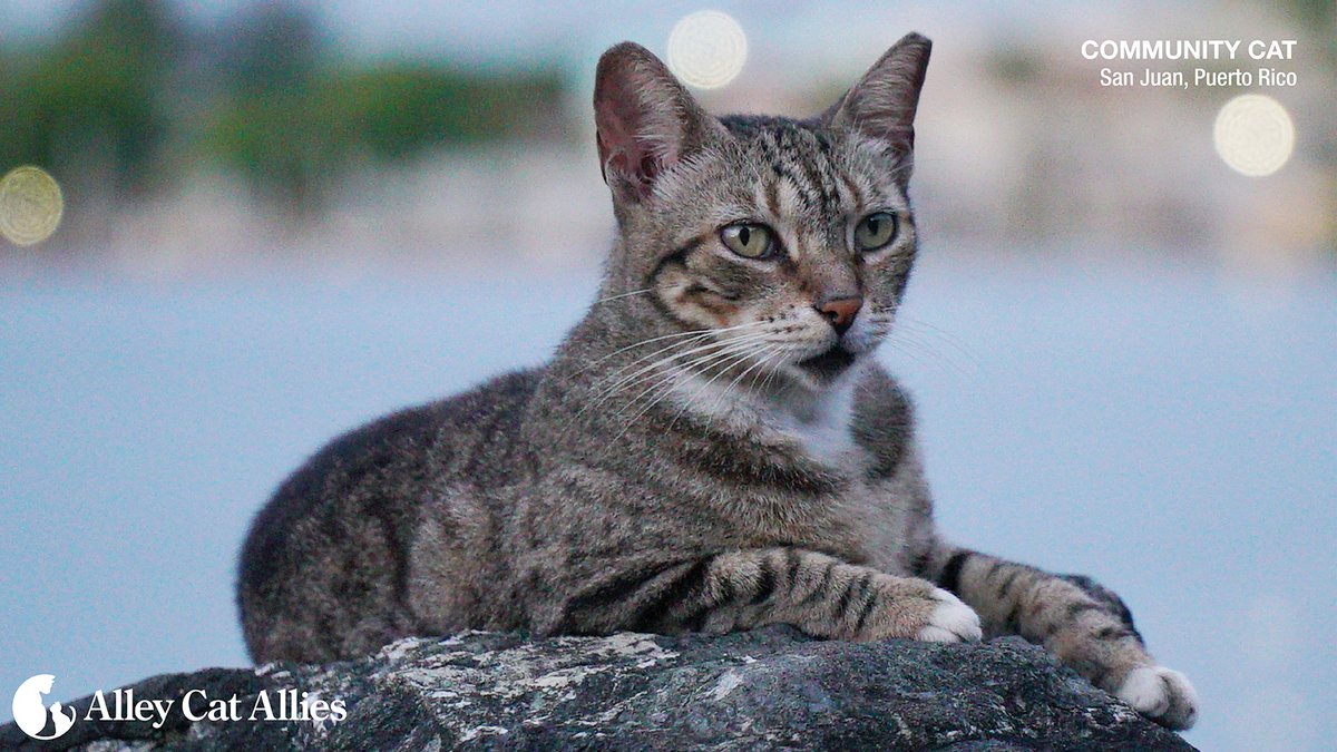 alleycatallies's tweet photo. Important Puerto Rico Update ❗

Alley Cat Allies won a critical legal victory against the U.S. National Park Service and its plan to eradicate community cats in Puerto Rico. But the NPS is moving forward and we are continuing to fight.

Learn more: https://t.co/daZ73OFnsJ https://t.co/Qqhp7DMihn
