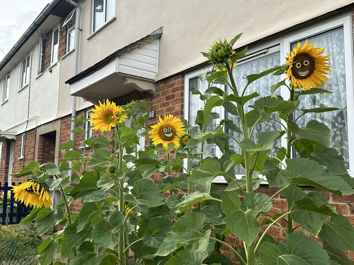 springy_steve's tweet image. Every year a neighbour on our street does this. He plants out a few sunflowers in the little patch of soil out the front of his house. When they come into flower he sticks little smiley faces on them! I just had to stop today and take a picture. 😂