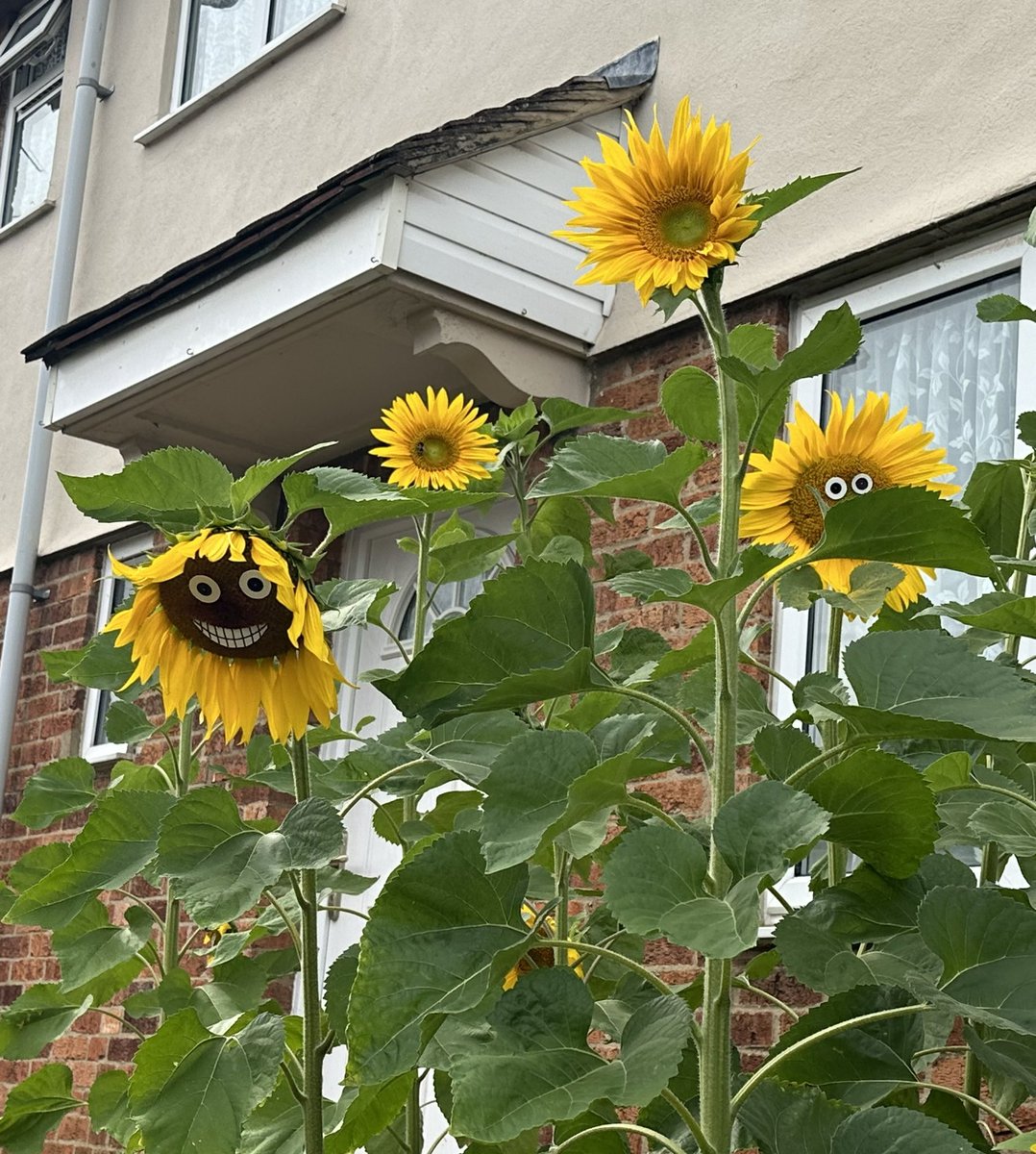 springy_steve's tweet image. Every year a neighbour on our street does this. He plants out a few sunflowers in the little patch of soil out the front of his house. When they come into flower he sticks little smiley faces on them! I just had to stop today and take a picture. 😂